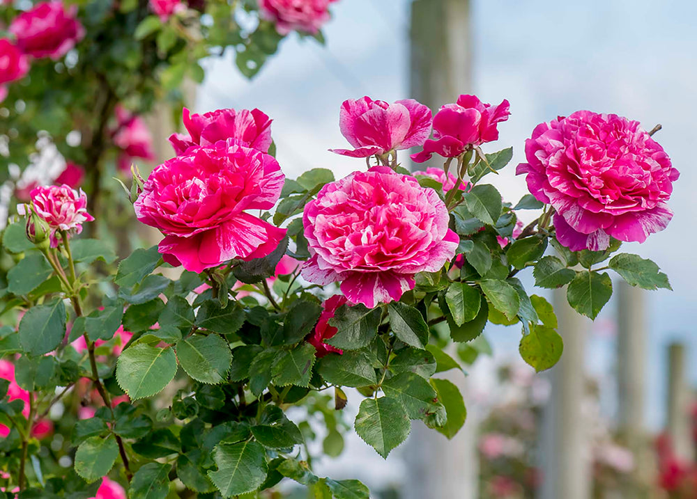 Raspberry Cream Twirl - Star Roses and Plants