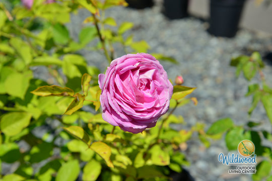 Raspberry Cupcake™ - Kordes® Roses