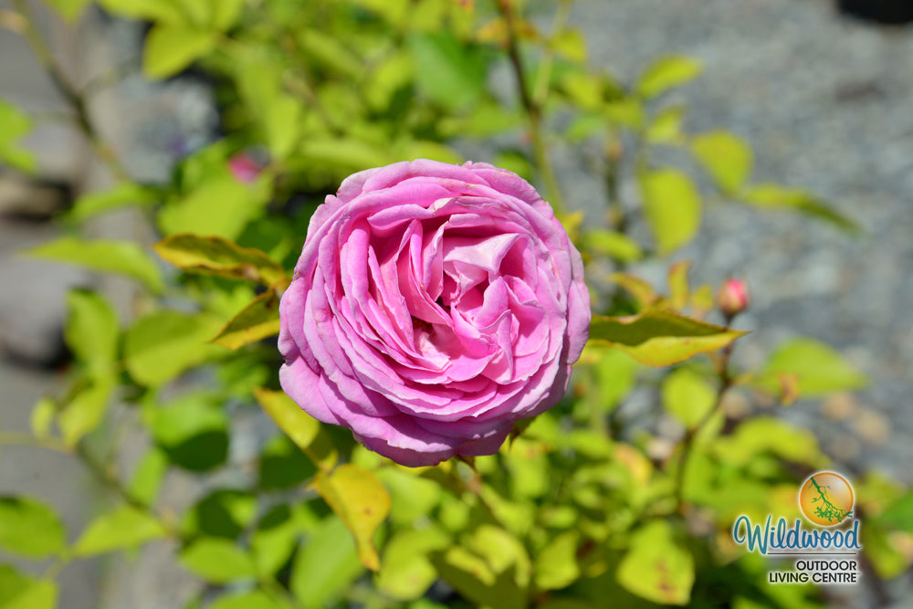 Raspberry Cupcake™ - Kordes® Roses