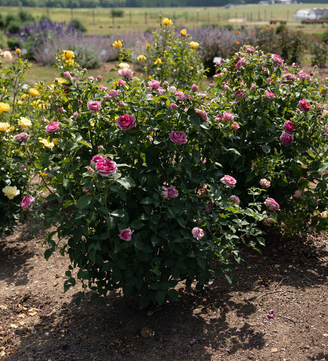 Raspberry Cupcake™ - Kordes® Roses
