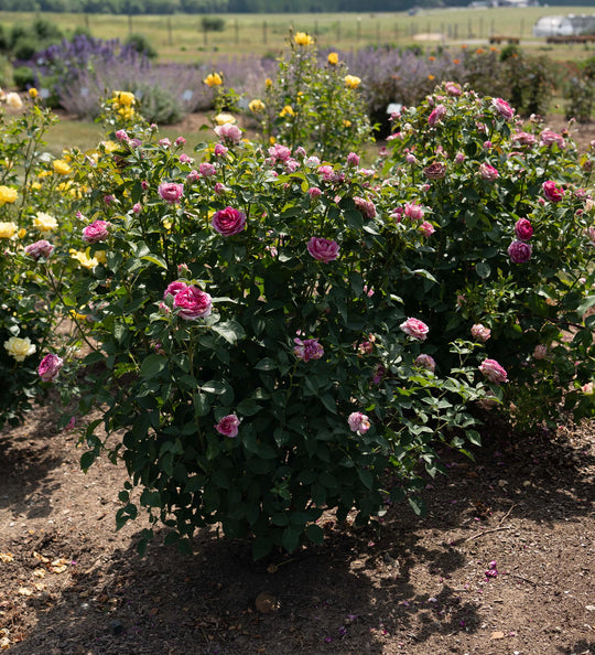 Raspberry Cupcake™ - Kordes® Roses