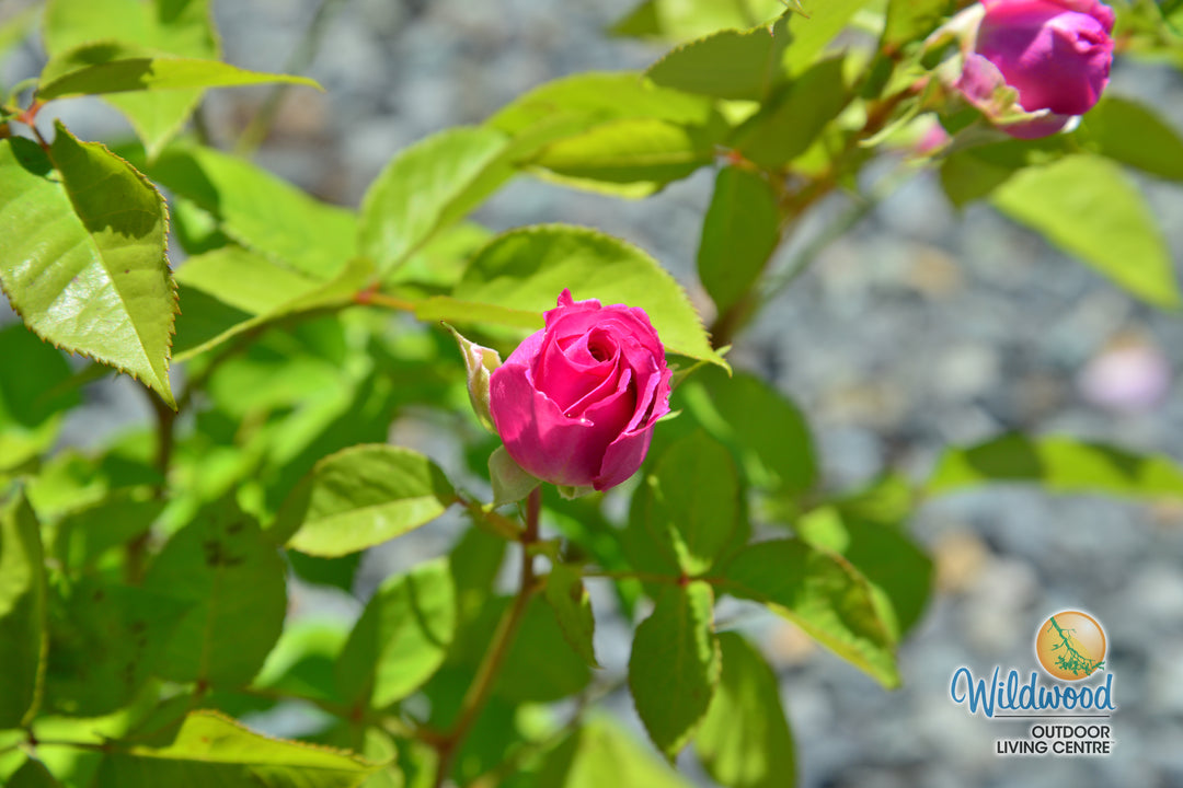Raspberry Cupcake™ - Kordes® Roses