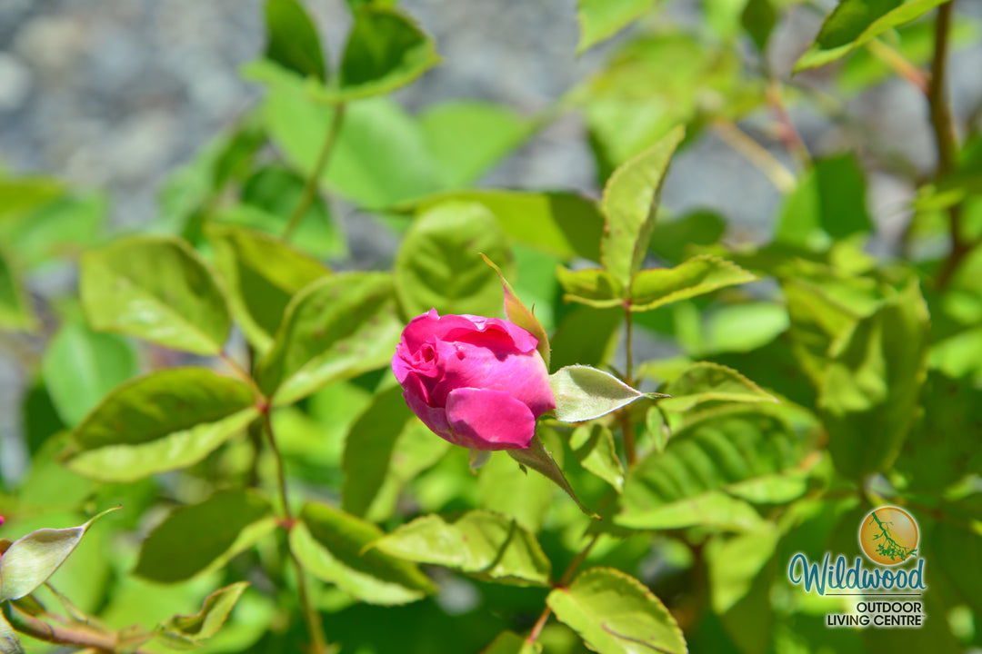Raspberry Cupcake™ - Kordes® Roses