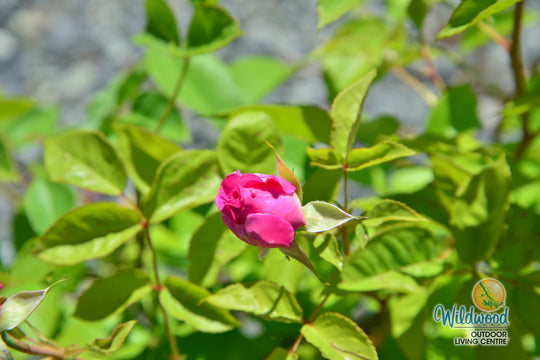 Raspberry Cupcake™ - Kordes® Roses