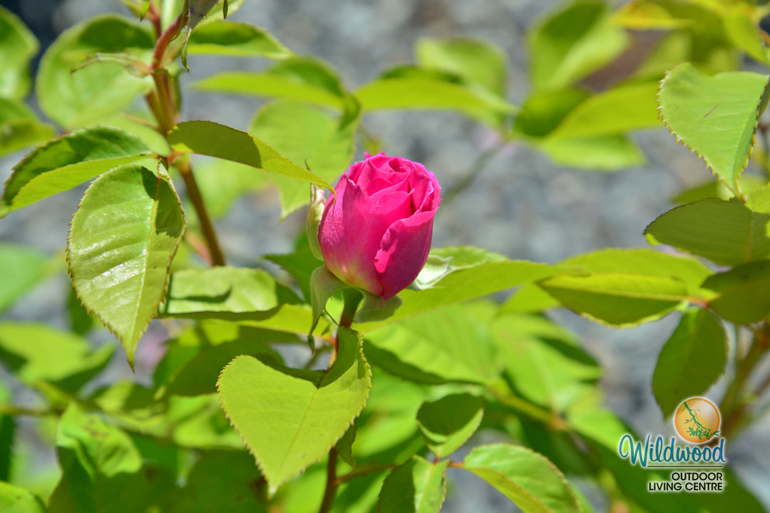 Raspberry Cupcake™ - Kordes® Roses