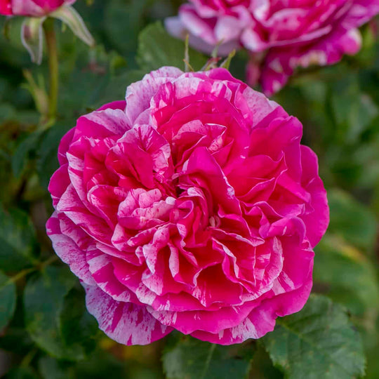 Raspberry Cream Twirl - Star Roses and Plants