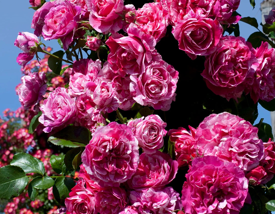Raspberry Cream Twirl - Star Roses and Plants
