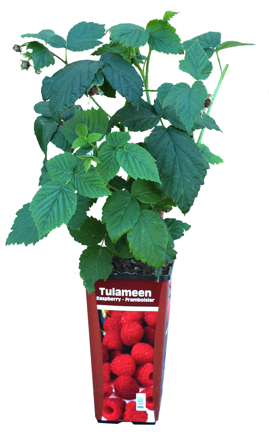 Giant Red Raspberries Raspberry | Crimson Giant | Everbearing | 1 Gallon Pot β Wildwood ...