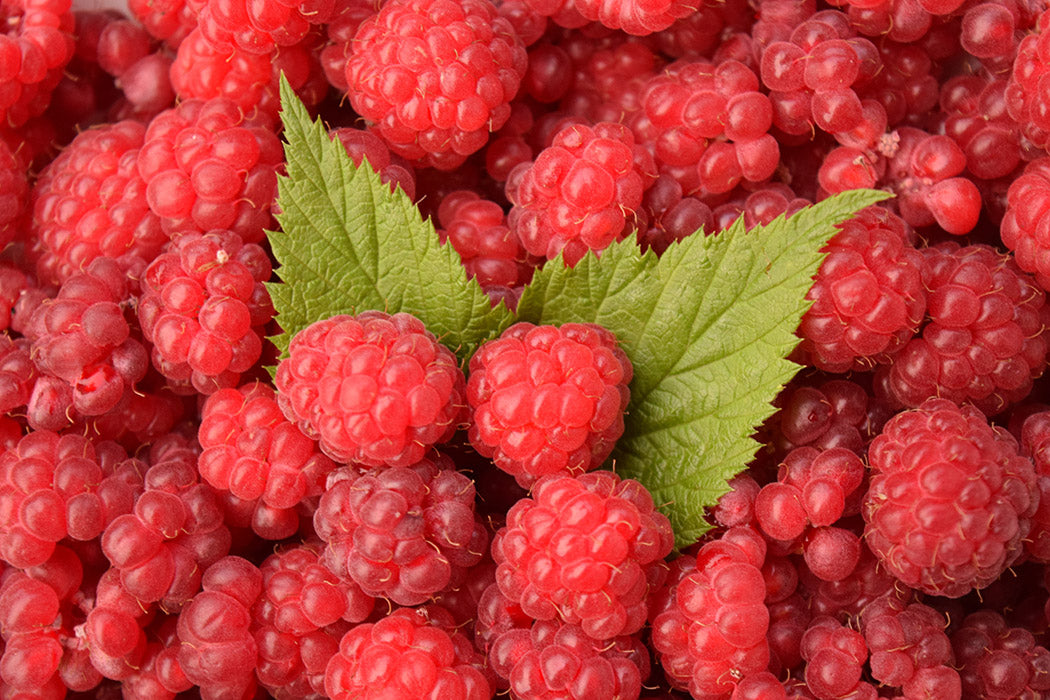 Raspberry - Tulameen, Summer Bearing