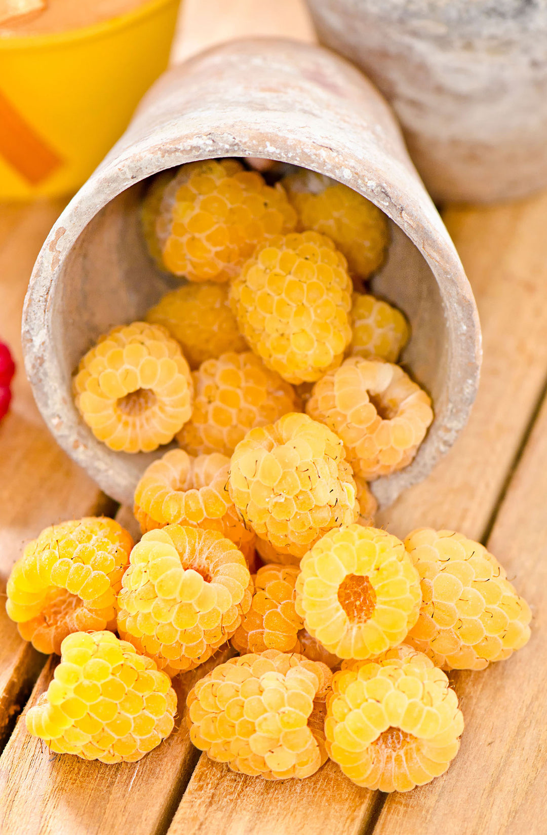 Raspberry - Fall Gold, Everbearing