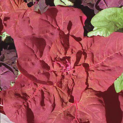Orach Red Fire International - Aimers Seeds