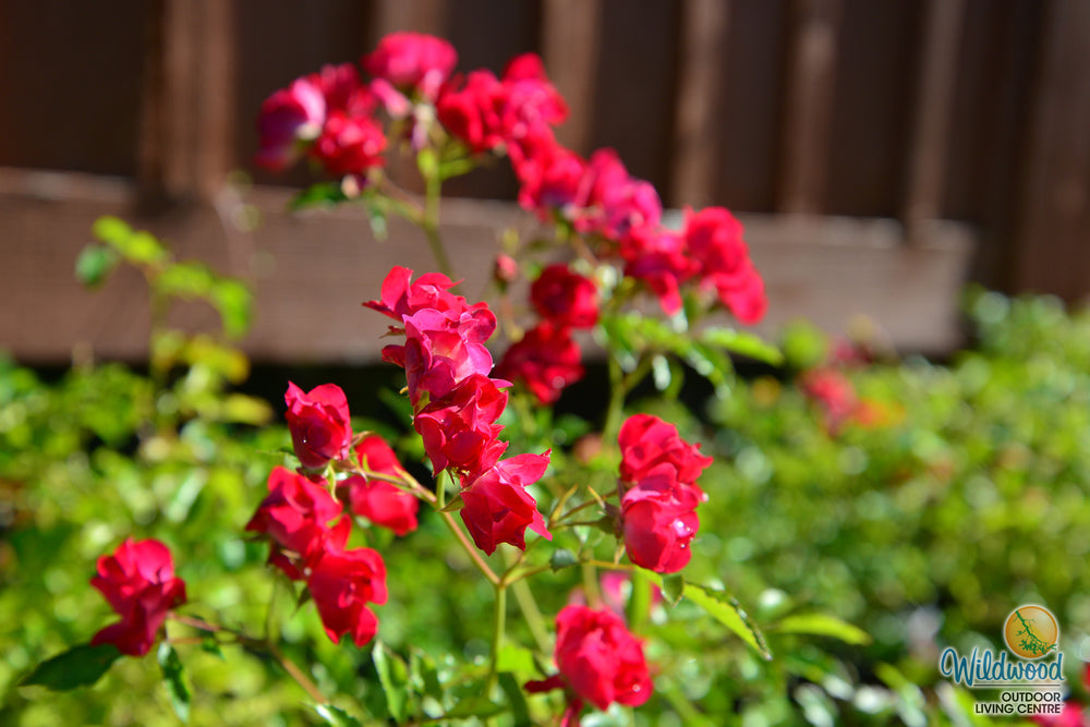 Red Drift - Star Roses and Plants