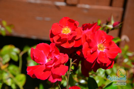 Red Drift - Star Roses and Plants