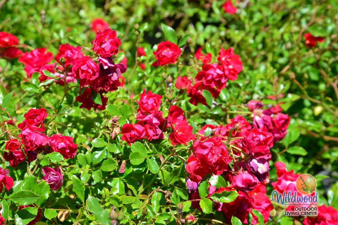 Red Drift - Star Roses and Plants