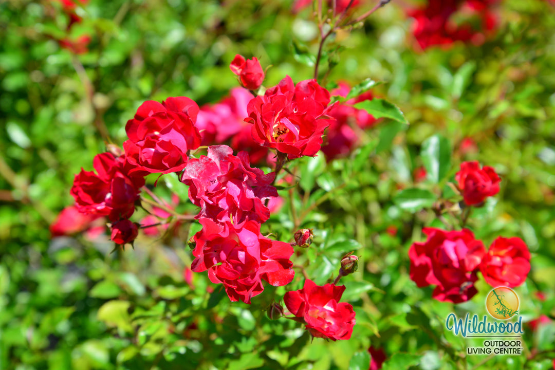 Red Drift - Star Roses and Plants
