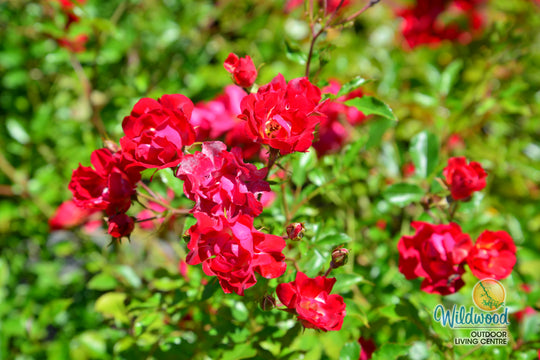 Red Drift - Star Roses and Plants