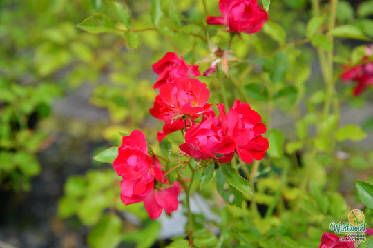 Red Drift - Star Roses and Plants