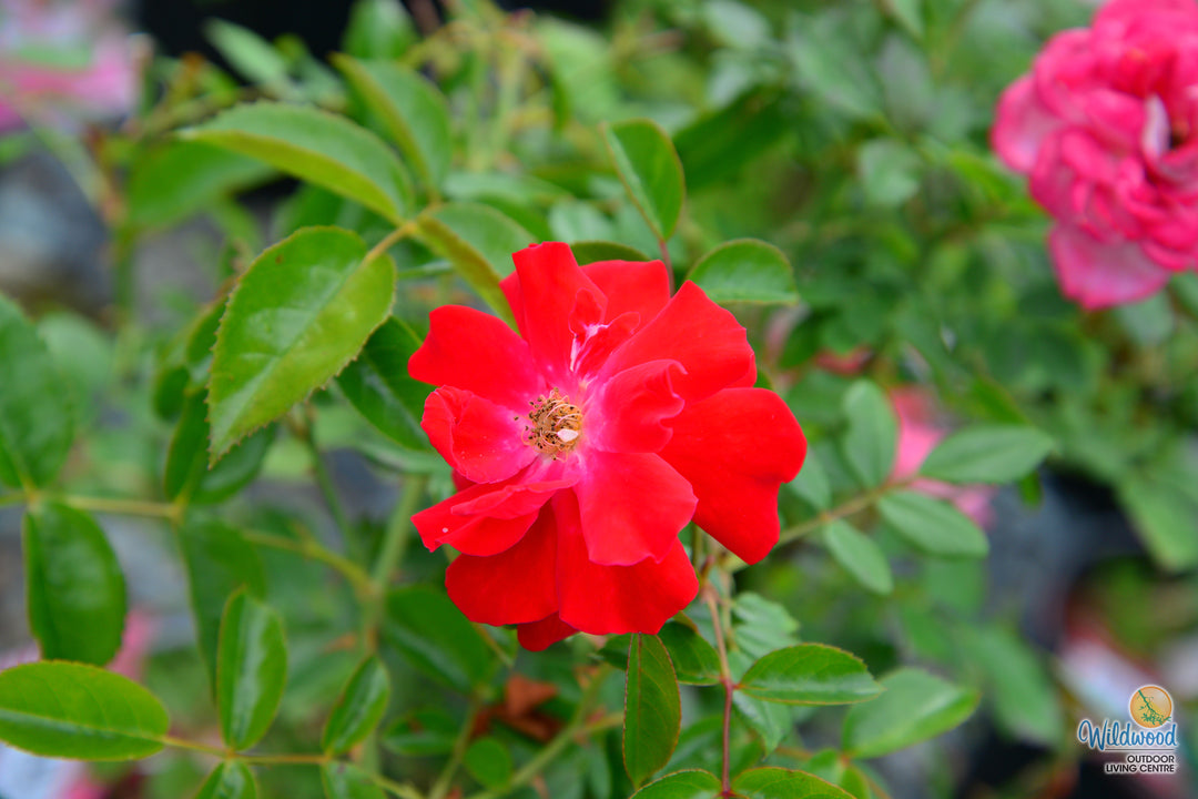 Red Ribbons - Weeks Rose