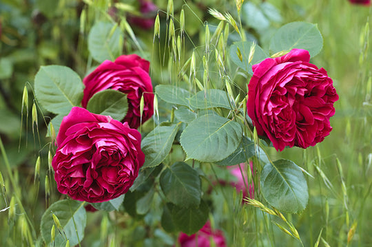 Red Eden Climber - Star Roses and Plants