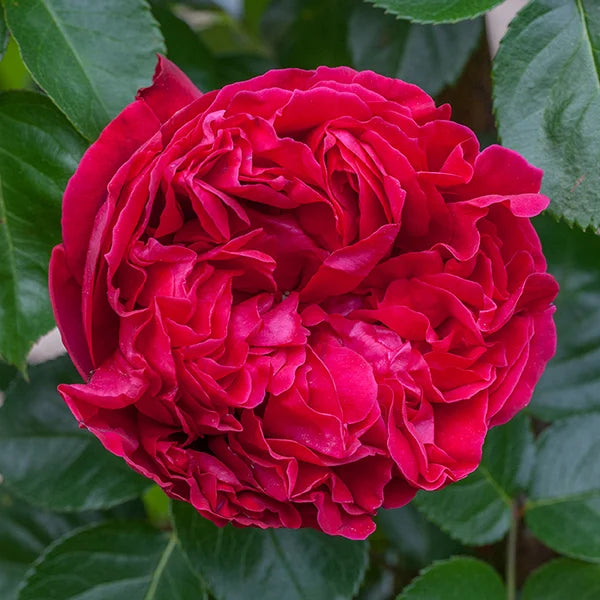 Red Eden Climber - Star Roses and Plants