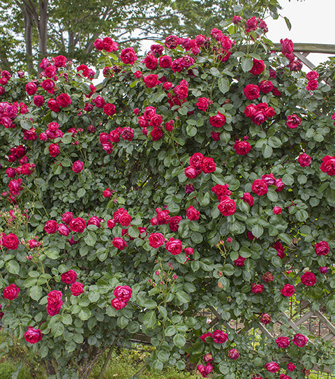 Red Eden Climber - Star Roses and Plants