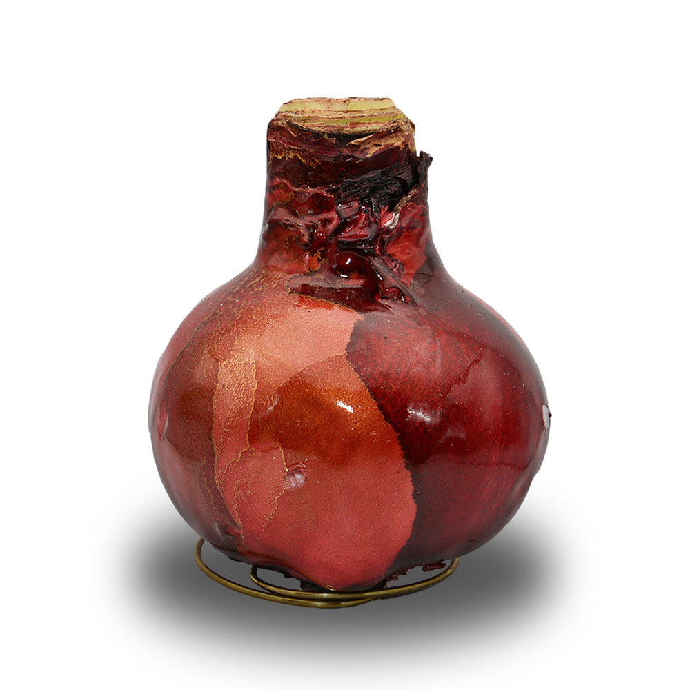 Waxed Amaryllis Galaxy Swirl - Red Bloom