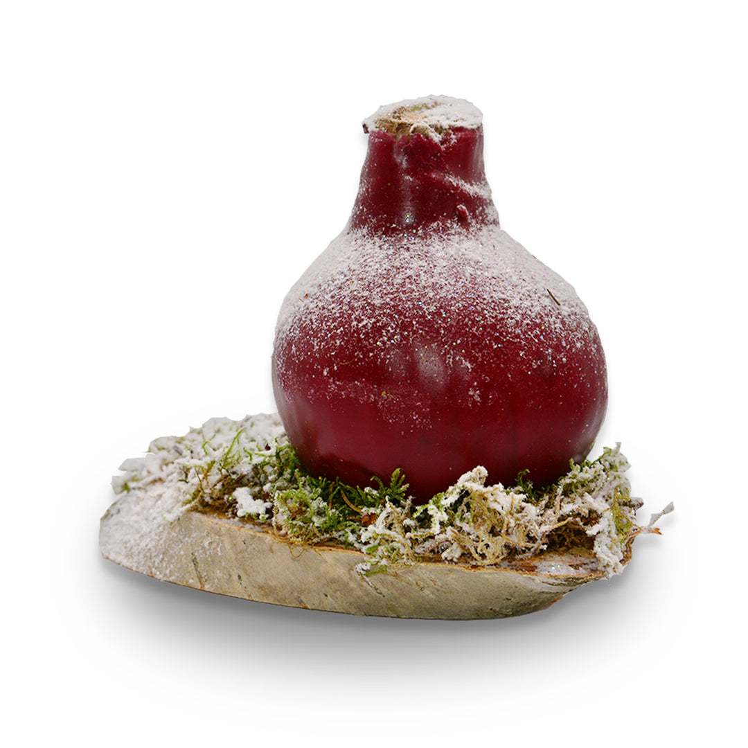 Woodland Frost Waxed Amaryllis - Red Bloom