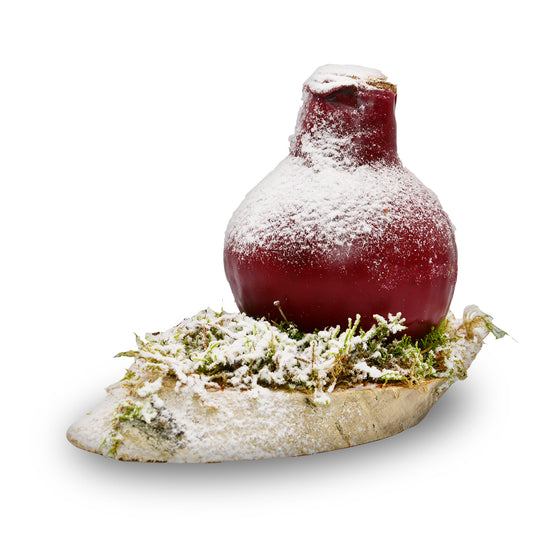 Woodland Frost Waxed Amaryllis - Red Bloom