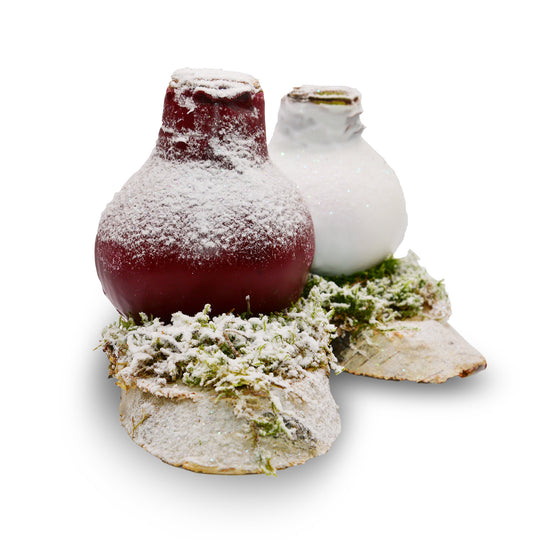 Woodland Frost Waxed Amaryllis - Red Bloom