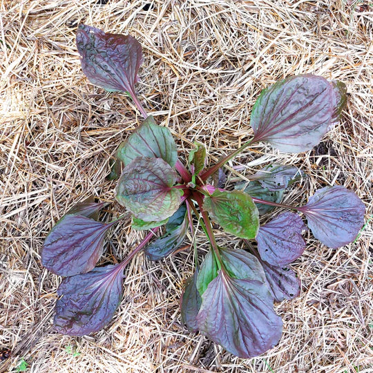 Red Plantain - Eagleridge Seeds