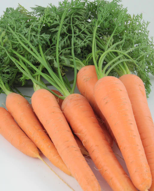 Carrot Resistafly - West Coast Seeds