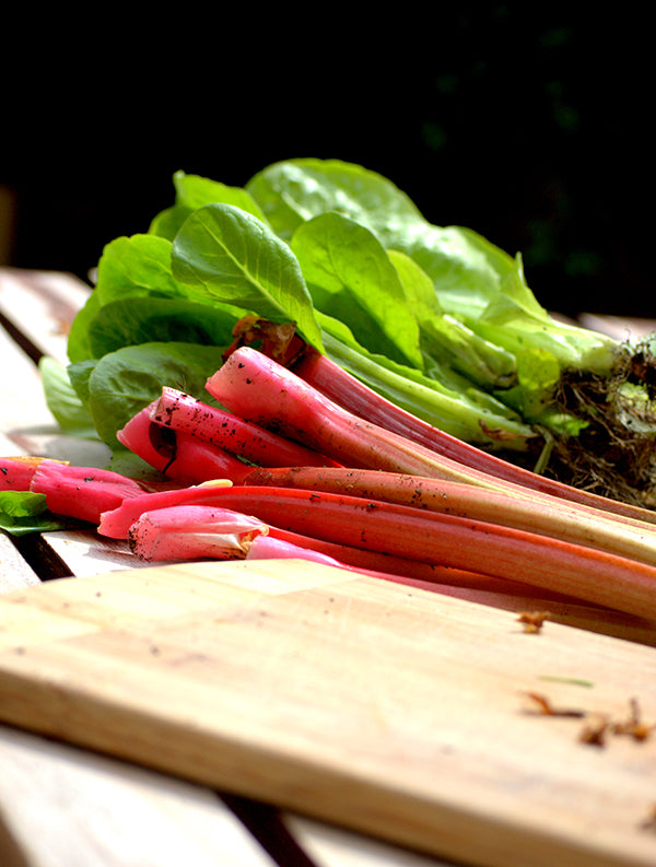 Rhubarb - Glaskin Perpetual