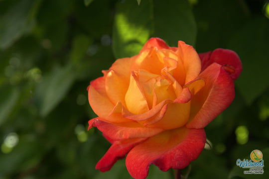 Rio Samba - Weeks Rose