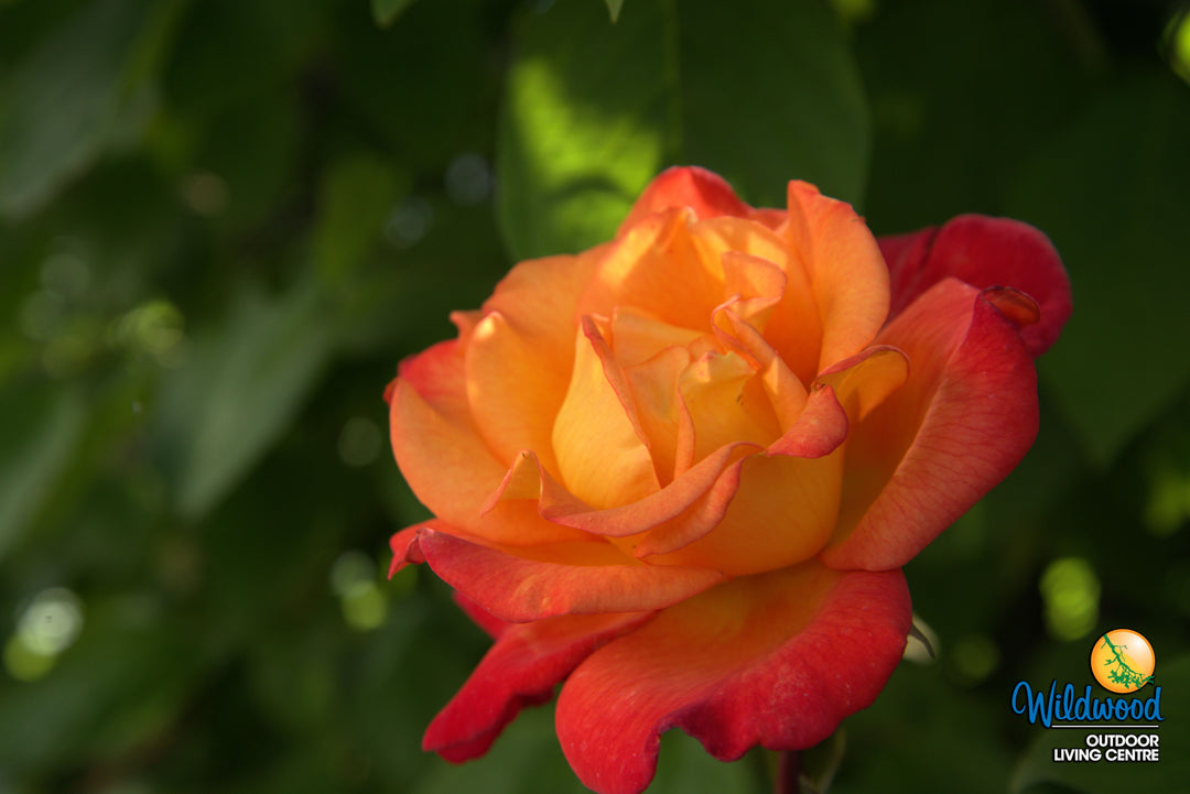 Rio Samba - Weeks Rose