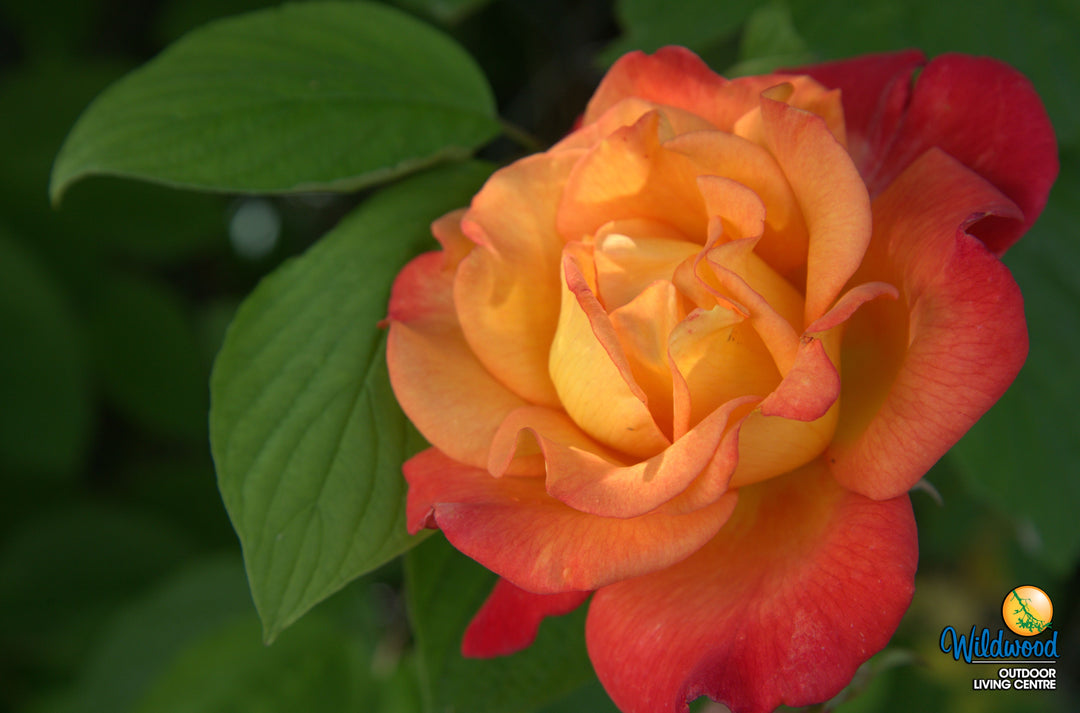 Rio Samba - Weeks Rose