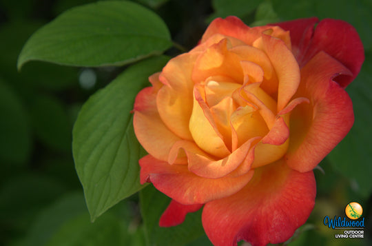 Rio Samba - Weeks Rose