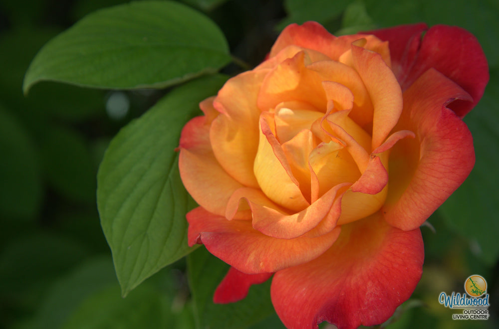 Rio Samba - Weeks Rose