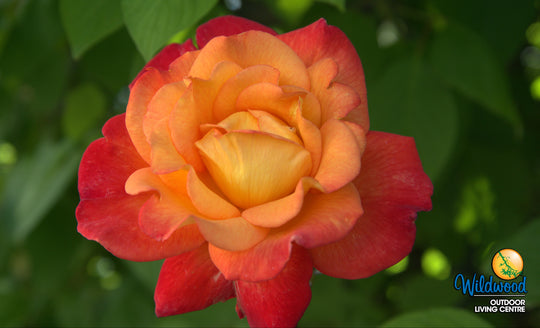 Rio Samba - Weeks Rose