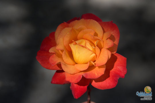Rio Samba - Weeks Rose