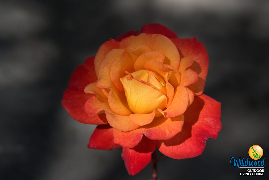 Rio Samba - Weeks Rose