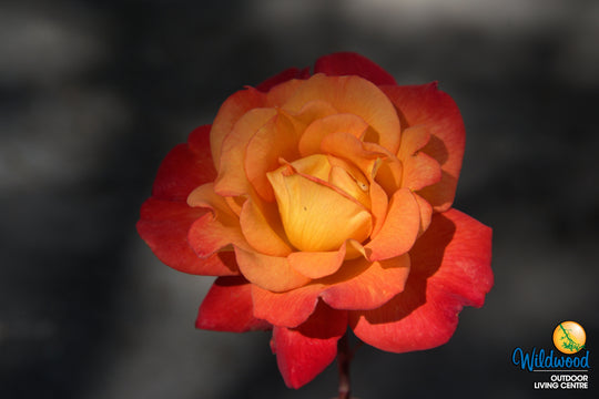 Rio Samba - Weeks Rose
