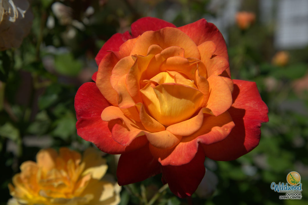 Rio Samba - Weeks Rose