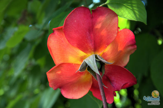 Rio Samba - Weeks Rose