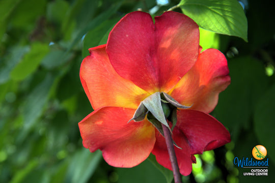 Rio Samba - Weeks Rose