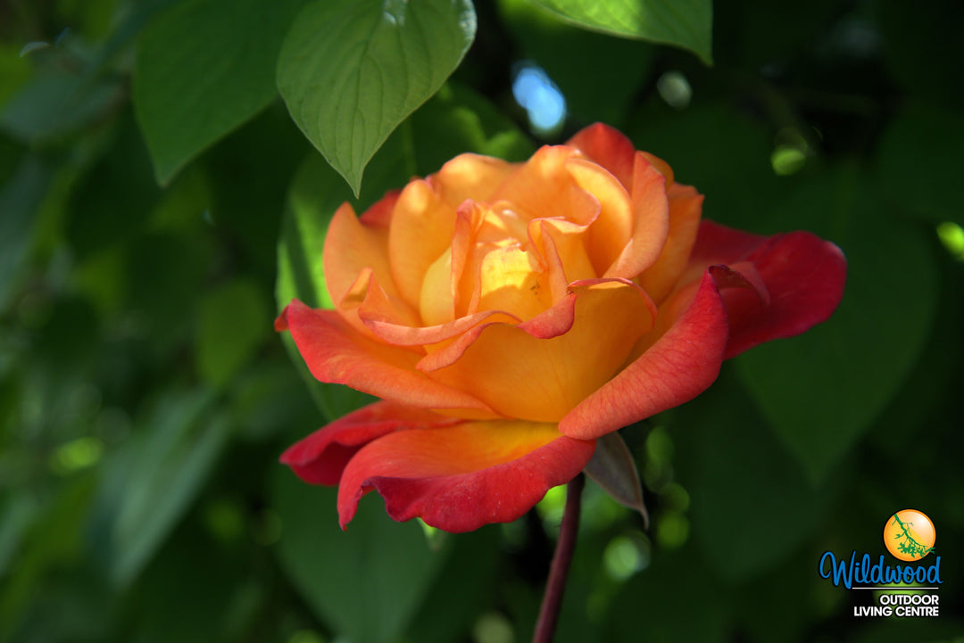 Rio Samba - Weeks Rose