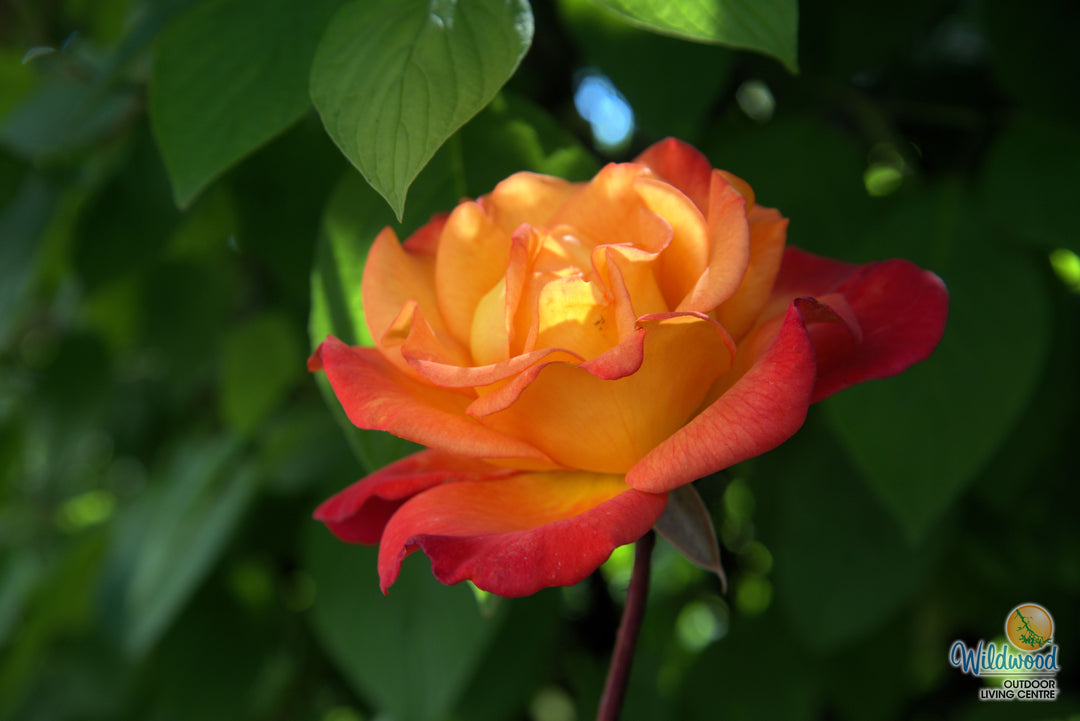 Rio Samba - Weeks Rose