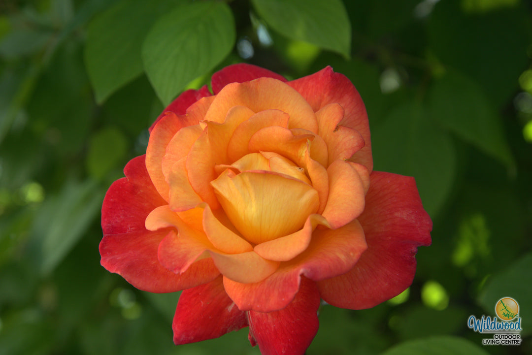 Rio Samba - Weeks Rose