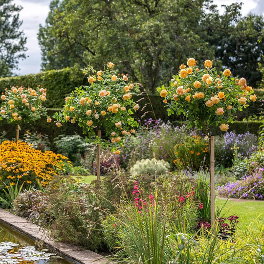 Roald Dahl - David Austin Rose