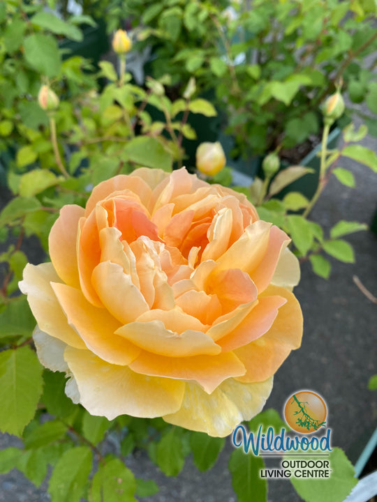 Roald Dahl - David Austin Rose