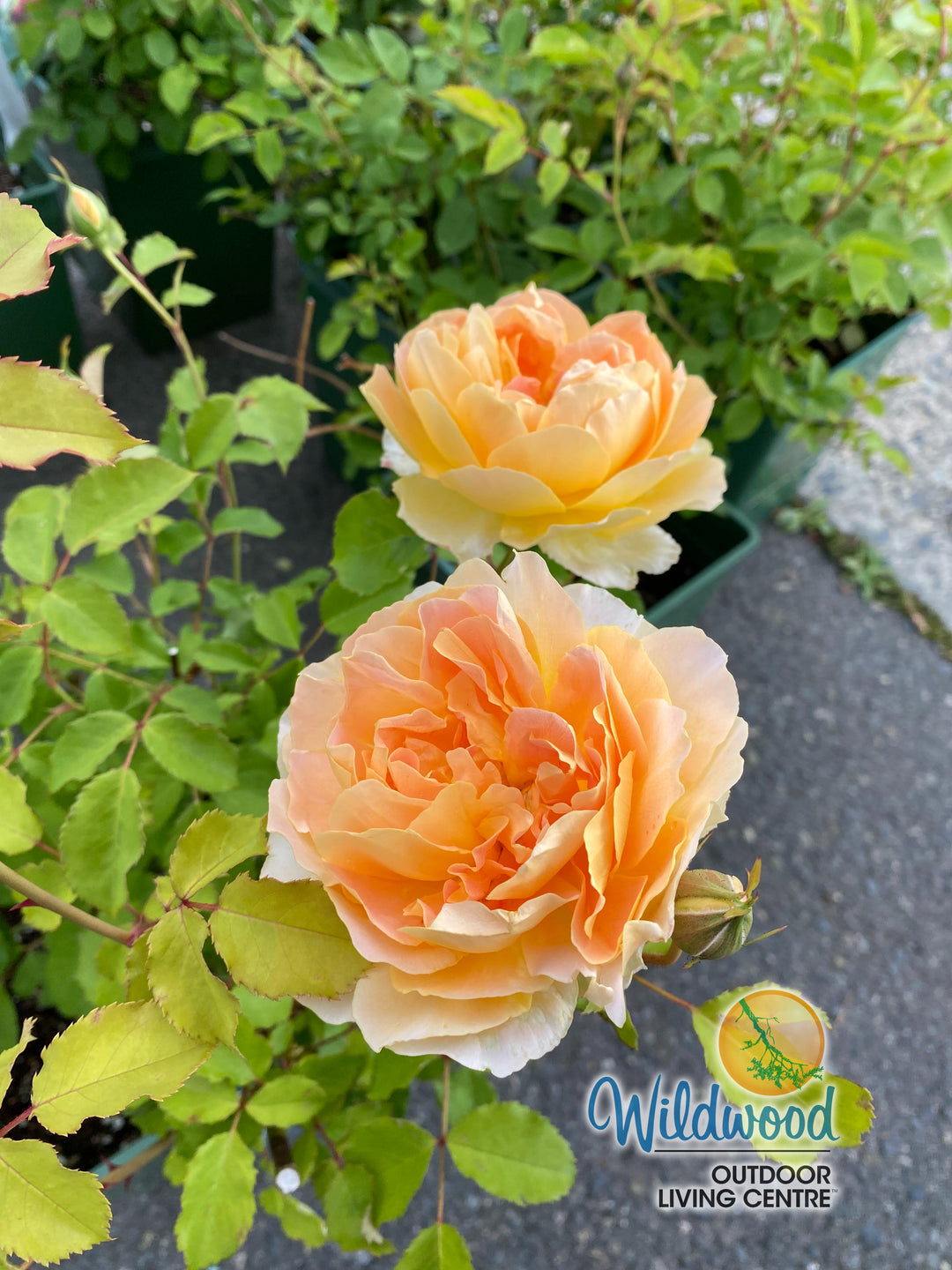 Roald Dahl - David Austin Rose